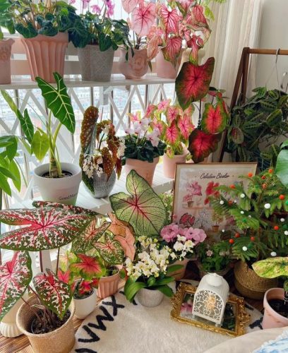 平价阳台植物排名前十(卧室里放什么植物比较好)插图53