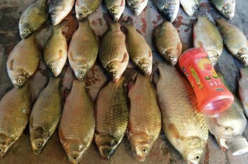 钓鱼最贵饵料排名前十(世上最香的钓鱼香津)插图3