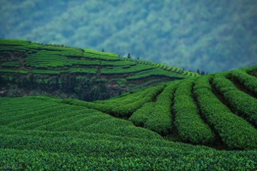 西湖最美茶园排名前十(十大中国最美茶园)插图5