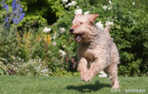 稀有品种犬排名前十(韩国综艺夫妻养稀有犬)插图9