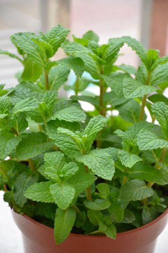 平价阳台植物排名前十(卧室里放什么植物比较好)插图75