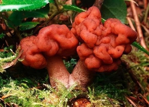 最毒蘑菇排名前十(17种常见毒蘑菇图片)插图6