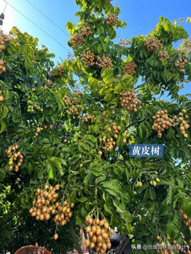 中国枇杷树排名前十(枇杷树有哪些种类)插图6