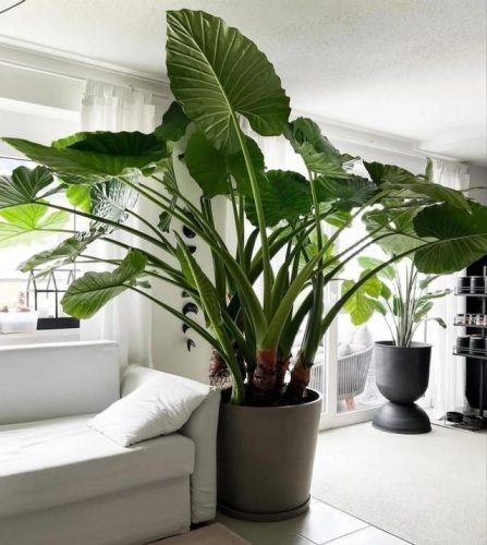 平价阳台植物排名前十(卧室里放什么植物比较好)插图61