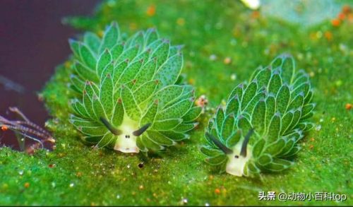 深海最美植物排名前十(海底的植物有哪些)插图2