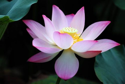 最美的花卉排名前十(漂亮的花卉)插图2