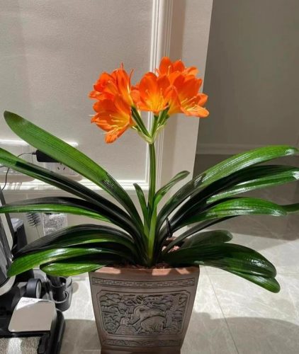 平价阳台植物排名前十(卧室里放什么植物比较好)插图87