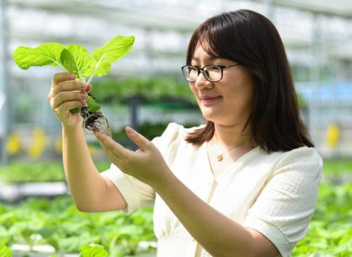 香港蔬菜工厂排名前十(香港蔬菜哪里提供)插图1