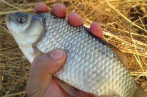 钓鱼最贵饵料排名前十(世上最香的钓鱼香津)插图2