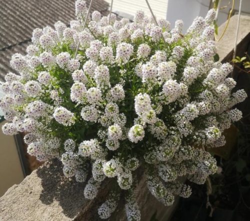 平价阳台植物排名前十(卧室里放什么植物比较好)插图11