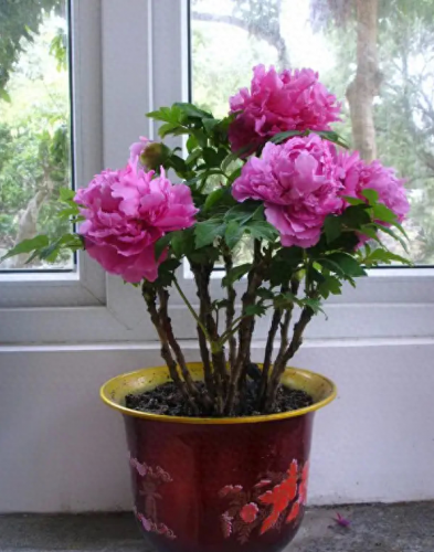 桂花越冬品种排名前十(桂花品种前十排名)插图2