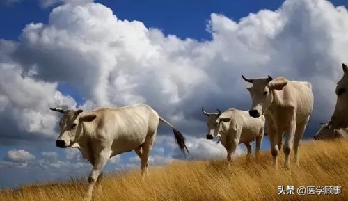 风味牛肉厂商排名前十(正宗潮汕牛肉火锅)插图18