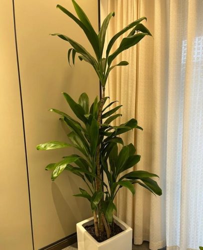 平价阳台植物排名前十(卧室里放什么植物比较好)插图60