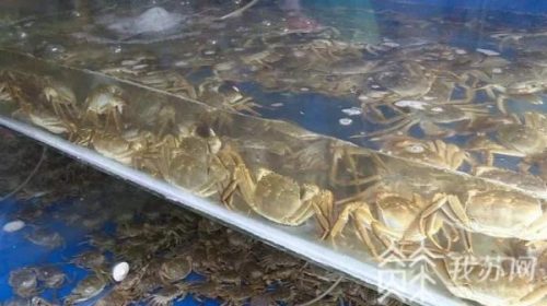 吴江兴化饭店排名前十(吴江好吃的特色饭店)插图
