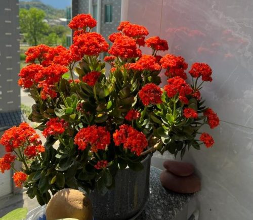 平价阳台植物排名前十(卧室里放什么植物比较好)插图88