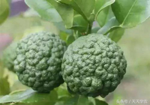 柑橘名贵品种排名前十(现在什么柑橘品种最好)插图2