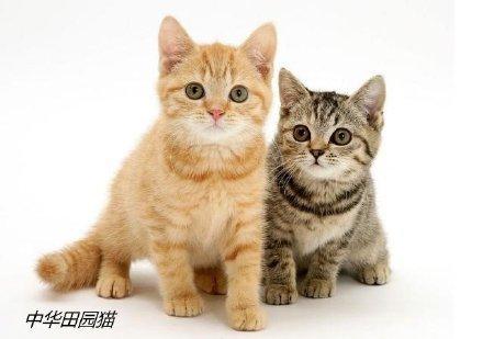排名前十的猫品种(最名贵的十大名猫)插图8