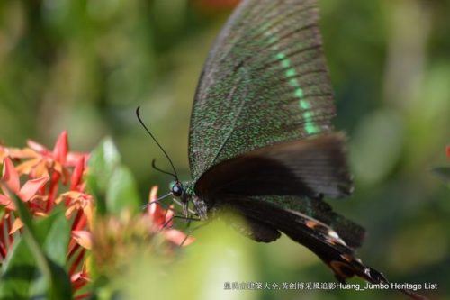 深圳木梯公司排名前十(木梯行走教程)插图3