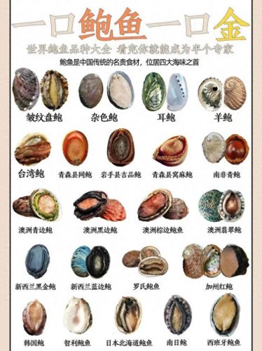 世界鲍鱼品种排名前十(鲍鱼哪个品种最贵)插图