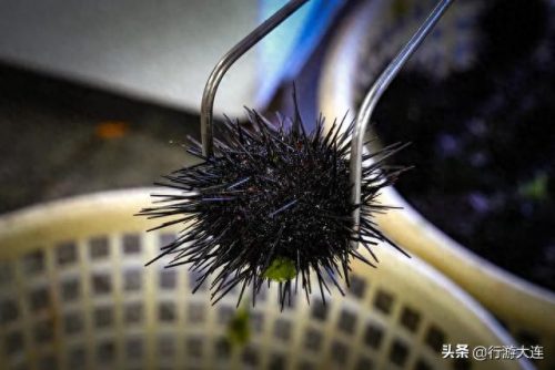 大连海鲜卖场排名前十(大连海鲜受日本辐射影响吗)插图11