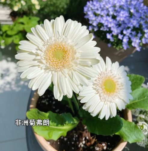 平价阳台植物排名前十(卧室里放什么植物比较好)插图35