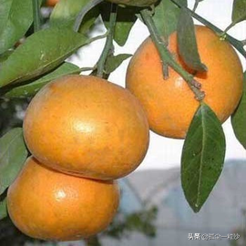 南靖山城美食排名前十(南靖小吃大全)插图7