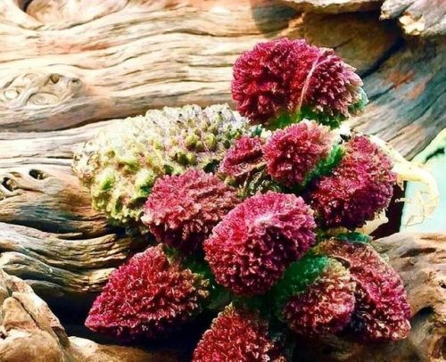 排名前十生石花(生石花的品种及名称图片)插图4