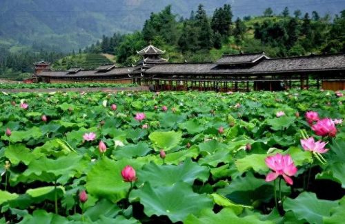 柳州最美山村排名前十(柳州十大最美村)插图9