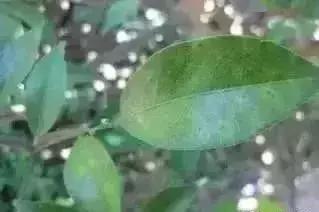 柑桔病害排名前十图片(柑橘树病害图片与防治)插图6