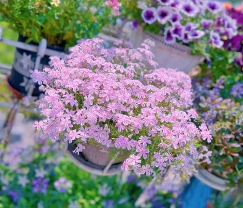 平价阳台植物排名前十(卧室里放什么植物比较好)插图13