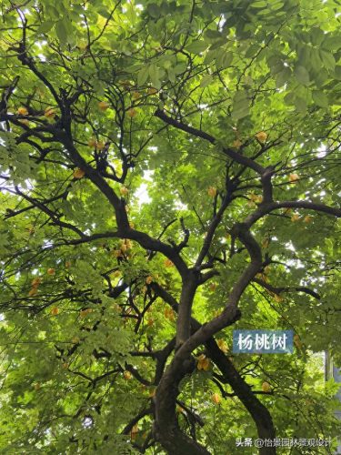 中国枇杷树排名前十(枇杷树有哪些种类)插图4