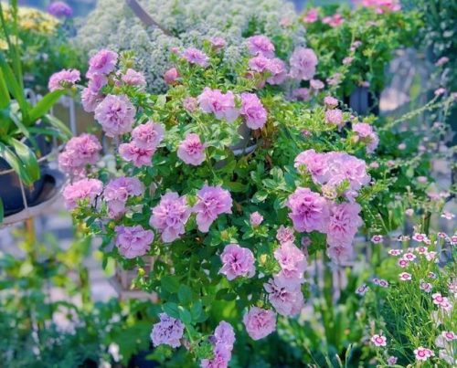 平价阳台植物排名前十(卧室里放什么植物比较好)插图12