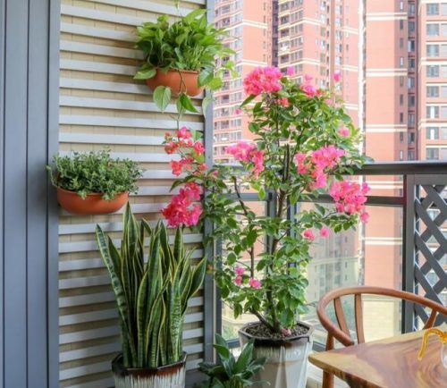 平价阳台植物排名前十(卧室里放什么植物比较好)插图48