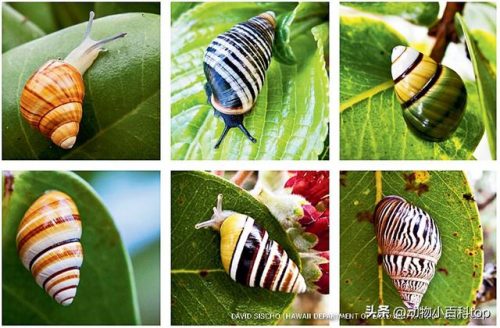 蜗牛好看品种排名前十(观赏蜗牛品种)插图5