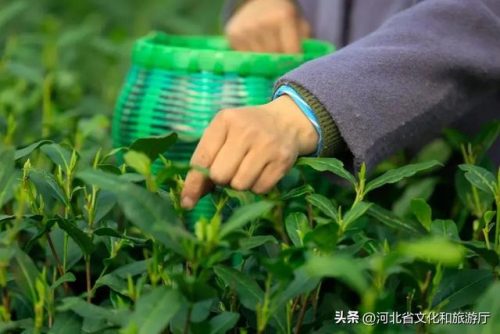 河北绿茶价位排名前十(绿茶茶叶市场价格)插图2