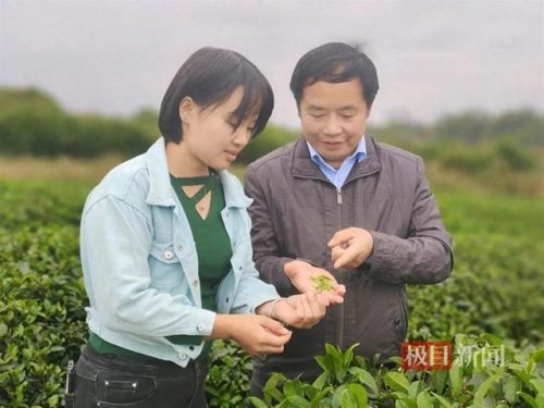 汉川茶艺师排名前十(武汉茶艺师招聘信息)插图