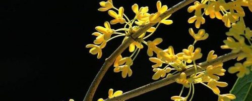 桂花种类排名前十(的桂花)插图
