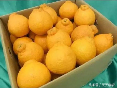 柑橘名贵品种排名前十(现在什么柑橘品种最好)插图6