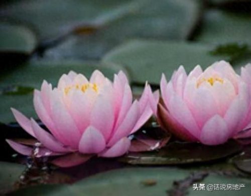 什么花在夜里排名前十(排名第一最好的旺宅花)插图4