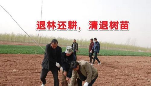 荒山绿化品种排名前十(荒山栽什么树经济效益好)插图1