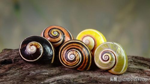蜗牛好看品种排名前十(观赏蜗牛品种)插图1
