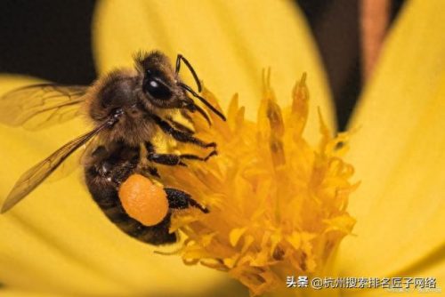 蜜蜂品牌排名前十图片(标志是一只蜜蜂的品牌)插图1