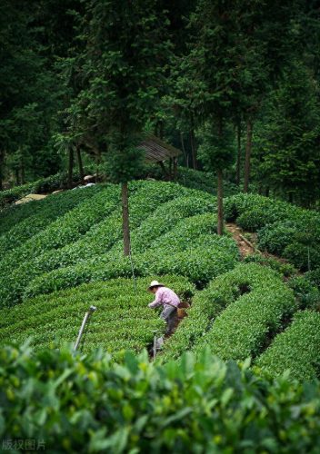西湖最美茶园排名前十(十大中国最美茶园)插图21