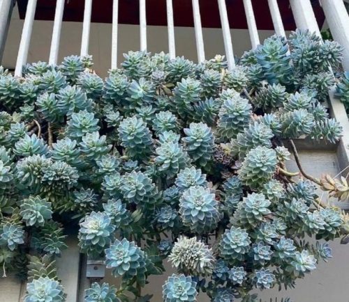 平价阳台植物排名前十(卧室里放什么植物比较好)插图47
