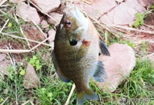 中国排名前十的鱼(中国最昂贵十大名鱼)插图1