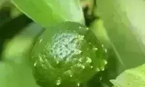 柑桔病害排名前十图片(柑橘树病害图片与防治)插图4
