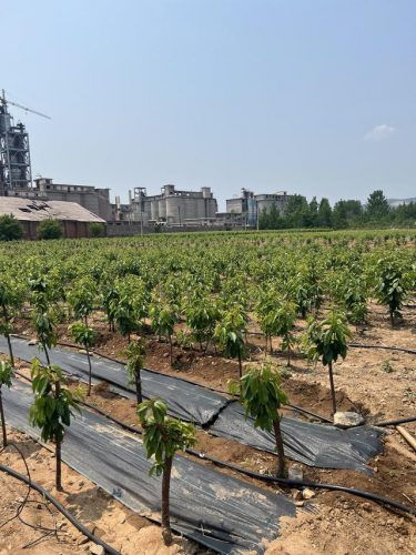 烟台苗木基地排名前十(山东省苗木种植基地有哪些)插图