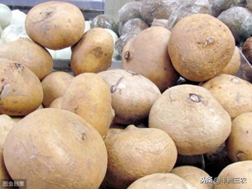 豆薯早熟品种排名前十(豆薯图片功效和作用)插图3
