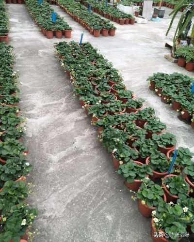 基地花盆厂家排名前十(附近的陶瓷花盆厂家)插图21