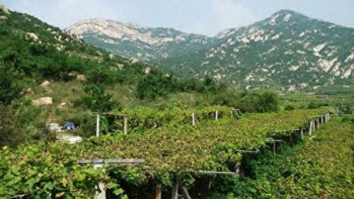 青岛曼谷景点排名前十(青岛城中路景点推荐)插图15